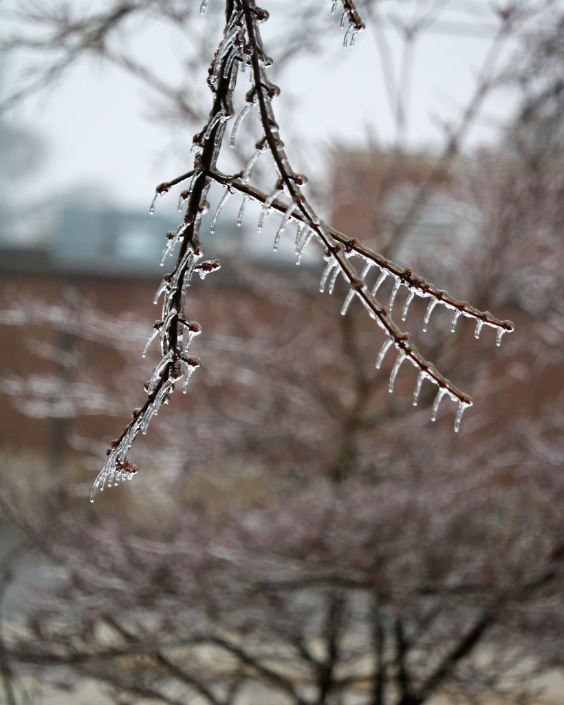 January 2: Ice Storm by daisymiller