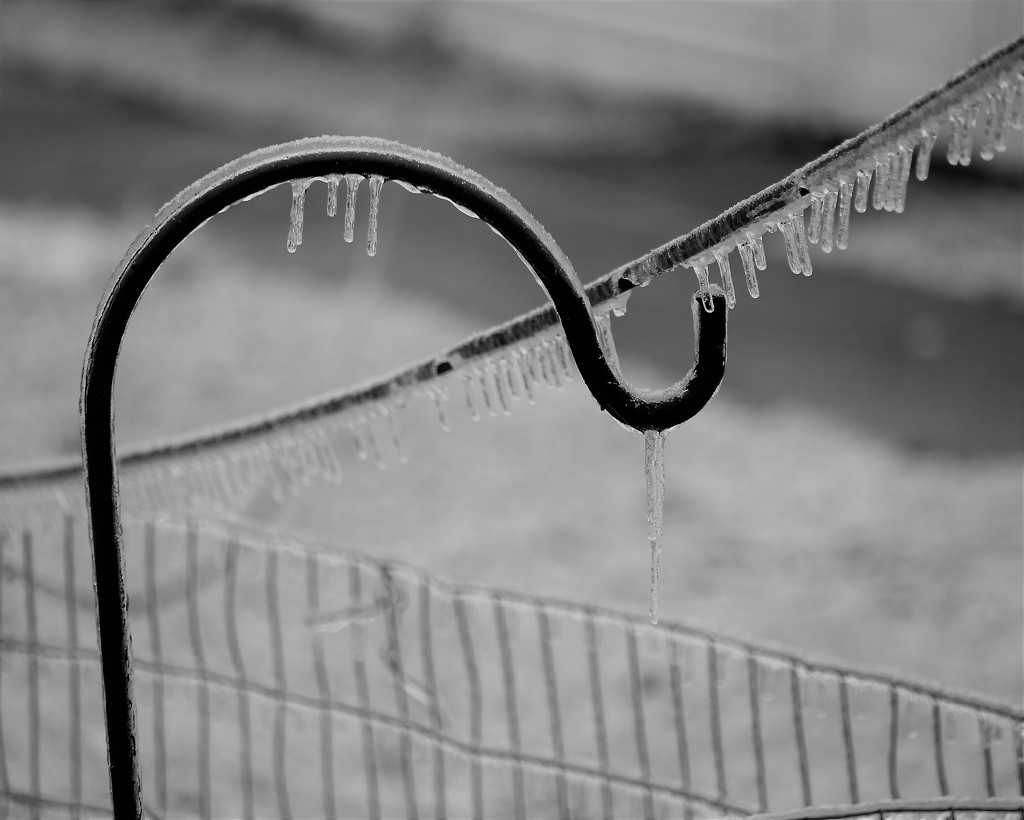 January 3: Ice Storm  by daisymiller