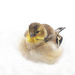 Little American Gold Finch by fayefaye