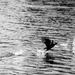 Duck race by sugarmuser