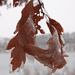 Oak Leaves by annepann