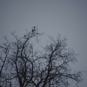 3rd Jan 2021 - Birds in a Tree