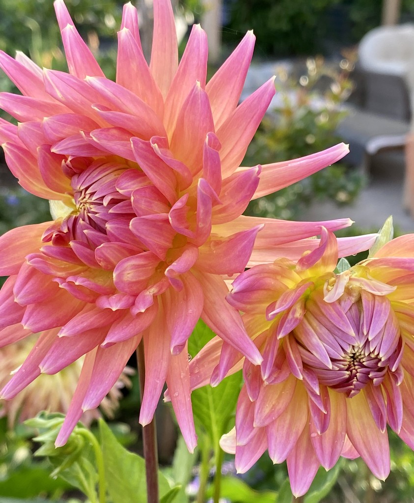 Dahlia flowers by nicolecampbell
