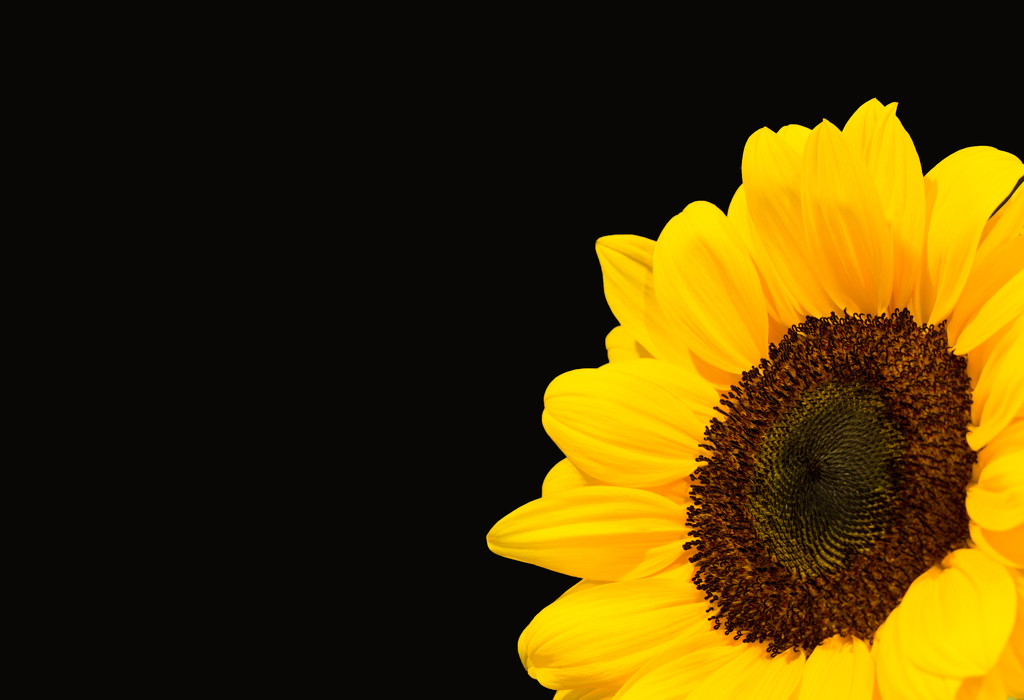 Sun Flower on Black Background by creative_shots