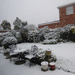 Garden in the snow  by beryl