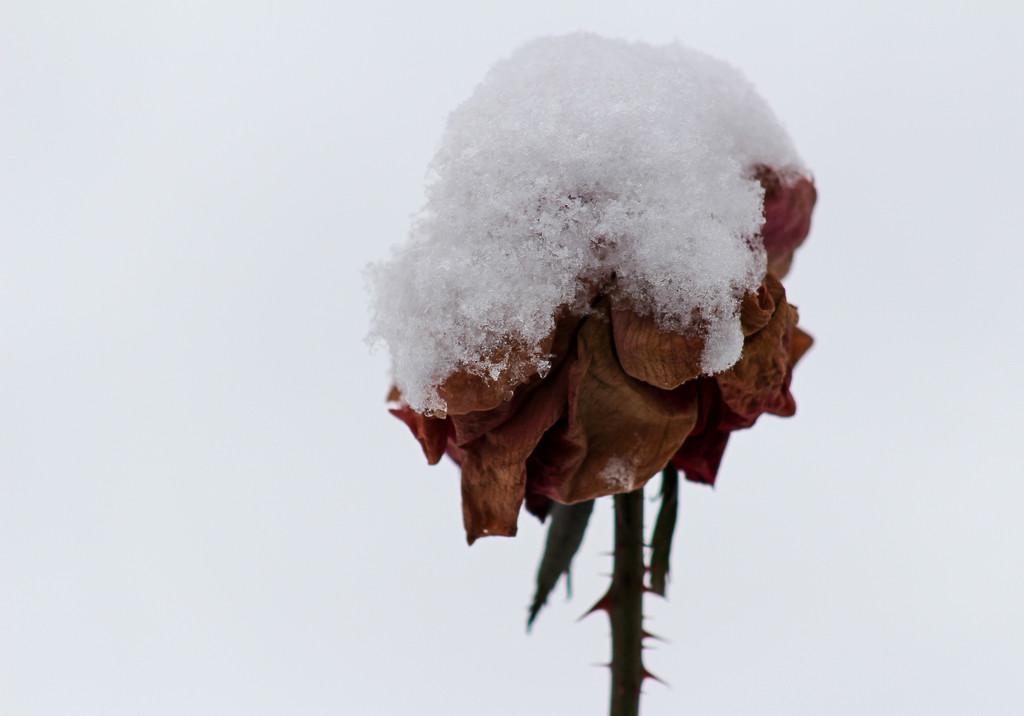 Snow on a rose by mittens