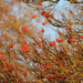Winter Berries by seattlite
