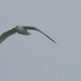 ring-billed gull  by rminer