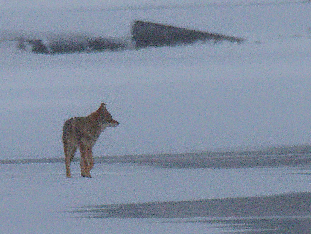 coyote on ice by rminer