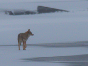 4th Jan 2021 - coyote on ice