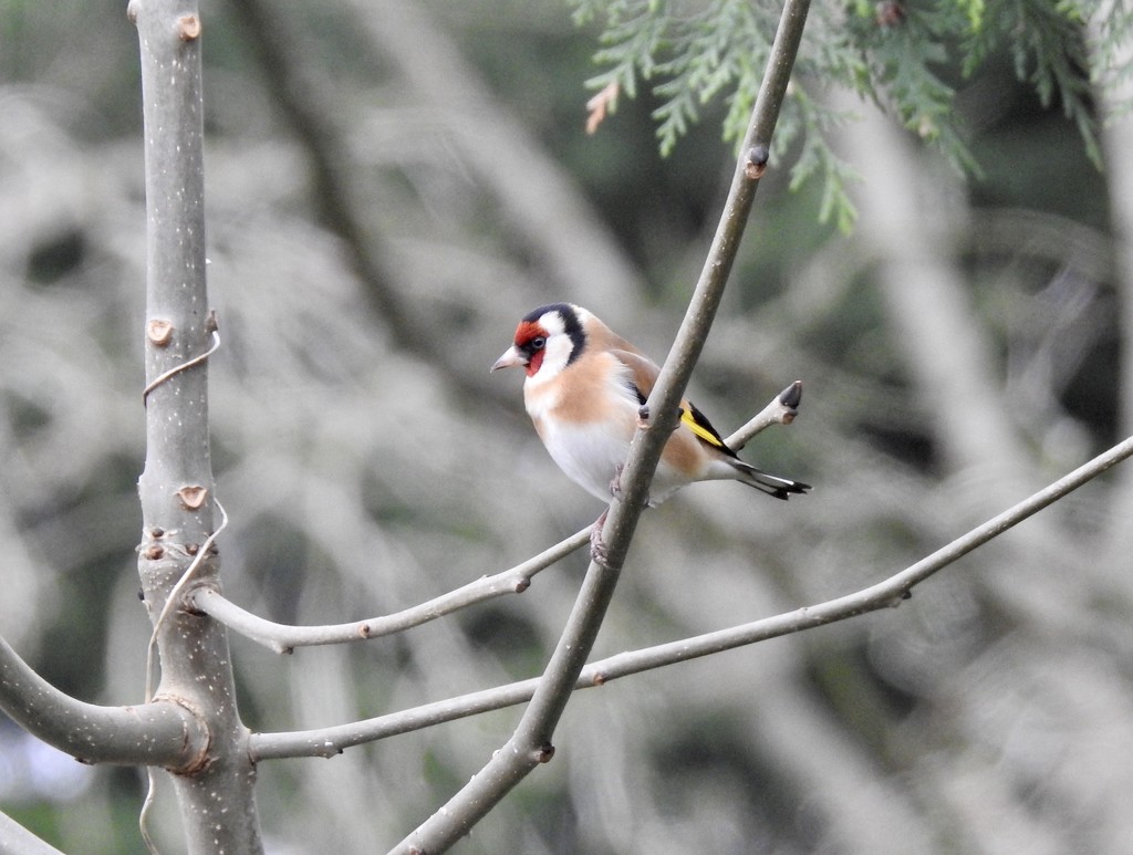 Goldfinch  by susiemc