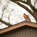 Red-shouldered Hawk by janetb