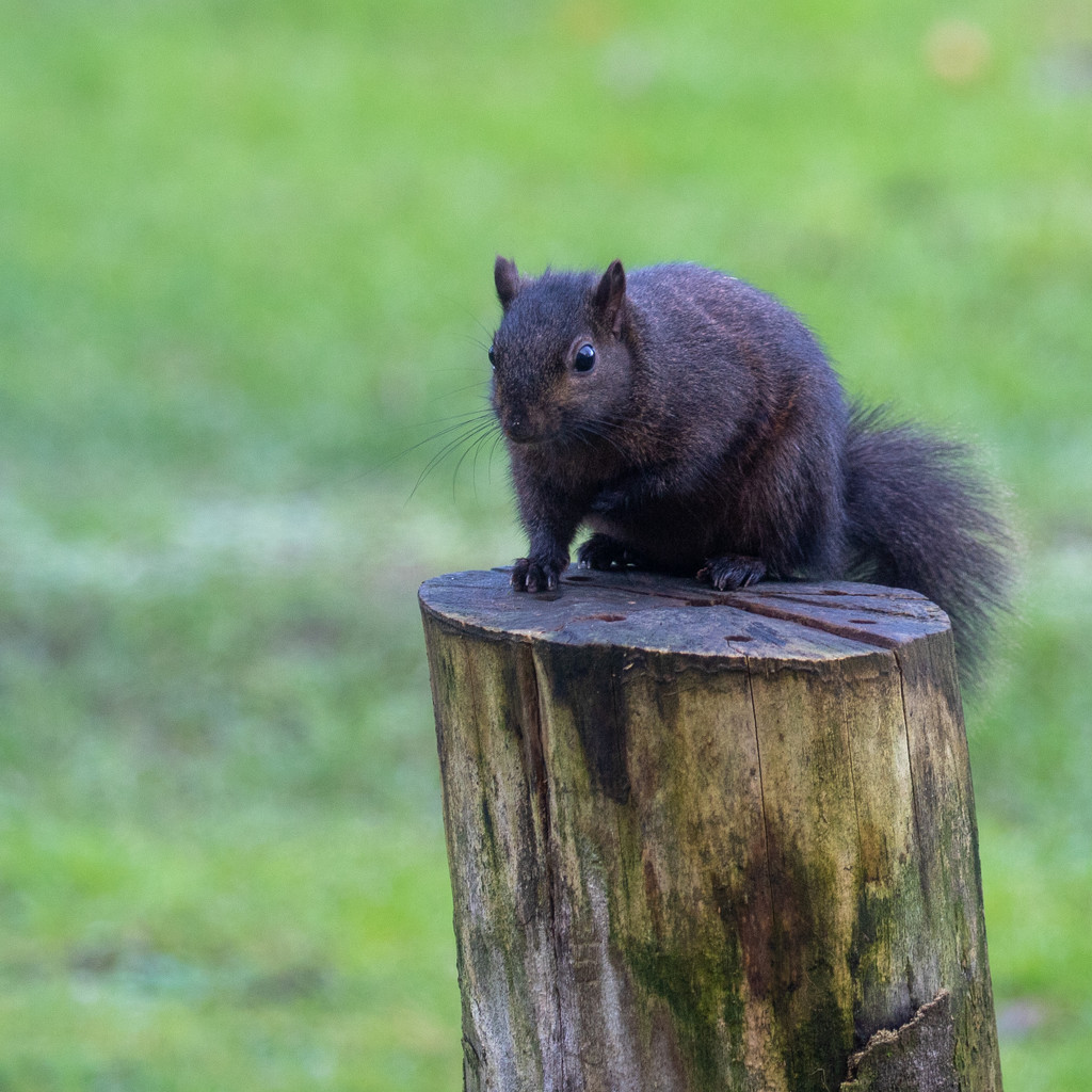 Black Squirrel by gbeauchamp