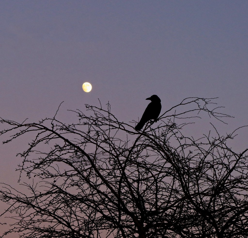 Bird in the Moonlight by billyboy