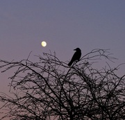 4th Jan 2021 - Bird in the Moonlight
