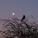 Bird in the Moonlight by billyboy