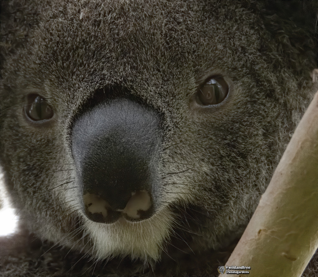 unexpected double selfie by koalagardens
