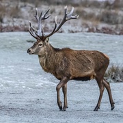 4th Jan 2021 - Double Royal Red Stag