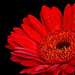 Red Flower on black background by creative_shots