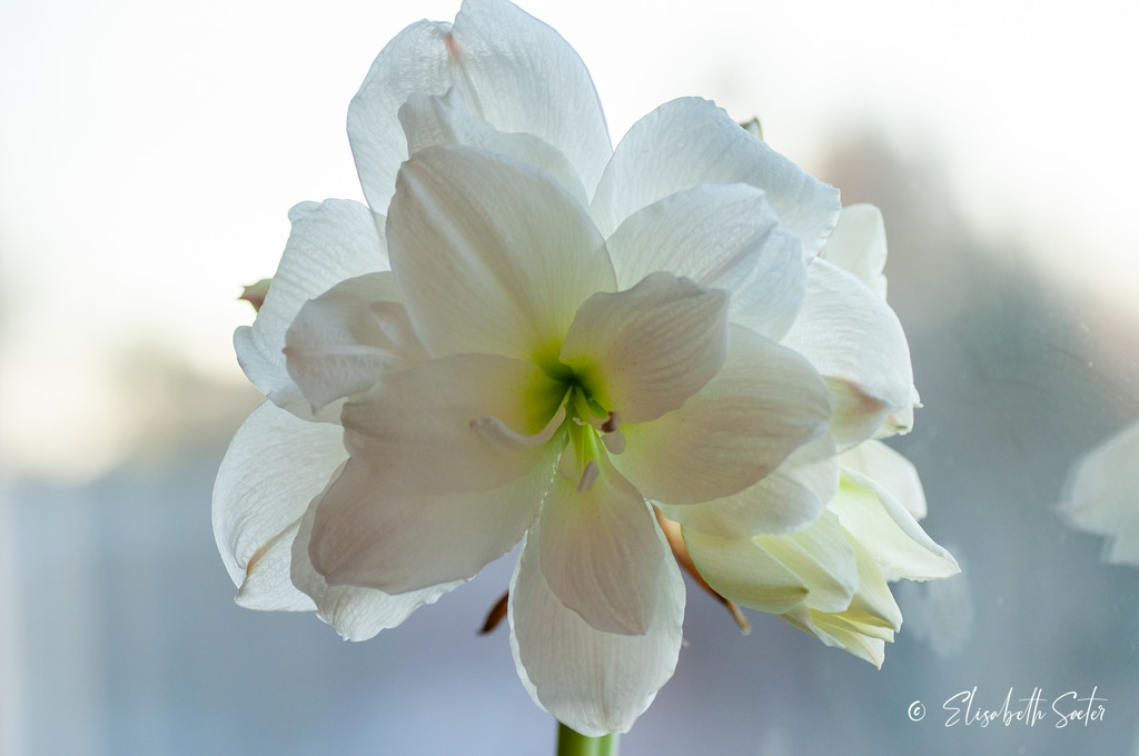 White Amaryllis by elisasaeter