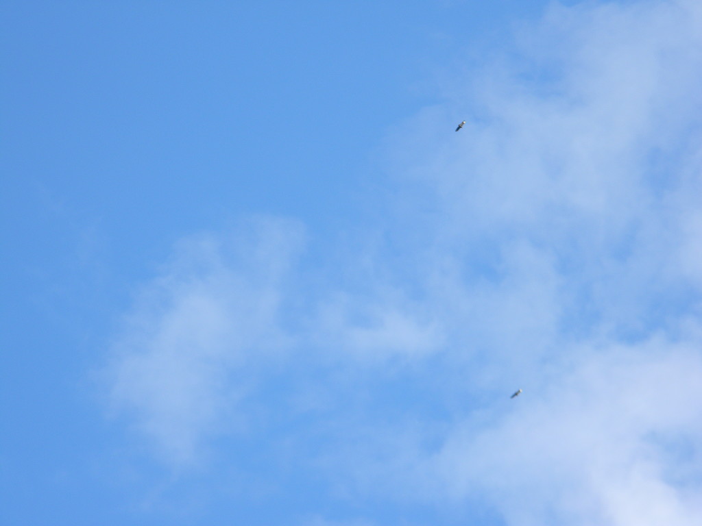 Two Birds In Sky by sfeldphotos