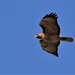 Red Tailed Hawk on the Hunt by markandlinda