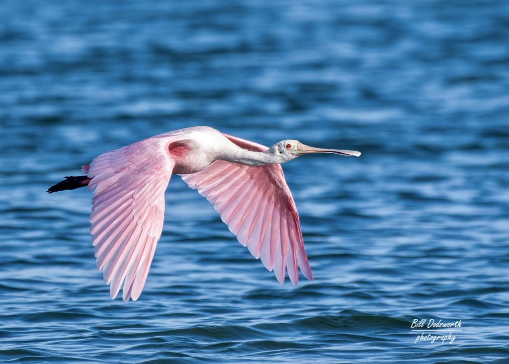 Roseate Spoonbill  by photographycrazy