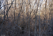 3rd Jan 2021 - Wooded area