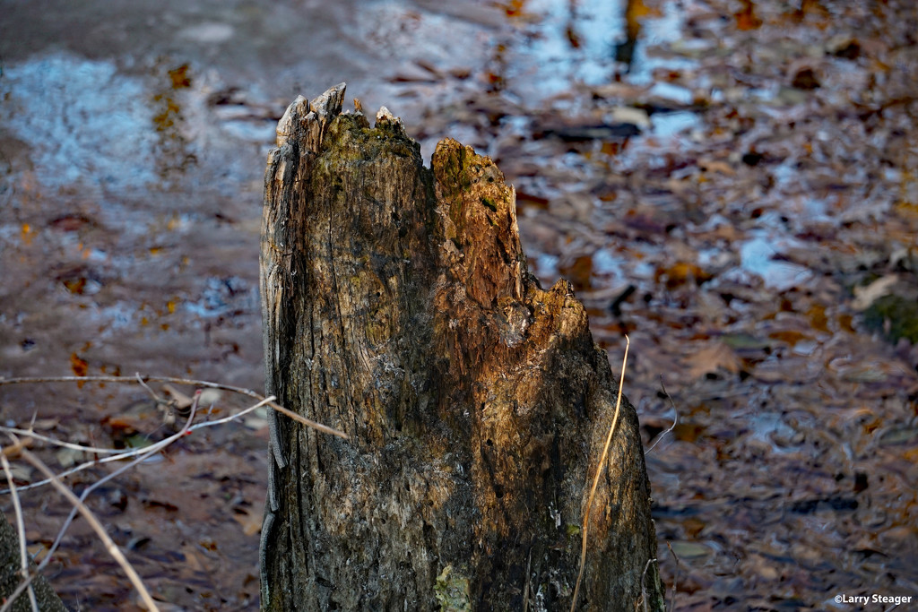 Tree stump in a pond by larrysphotos