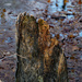 Tree stump in a pond by larrysphotos