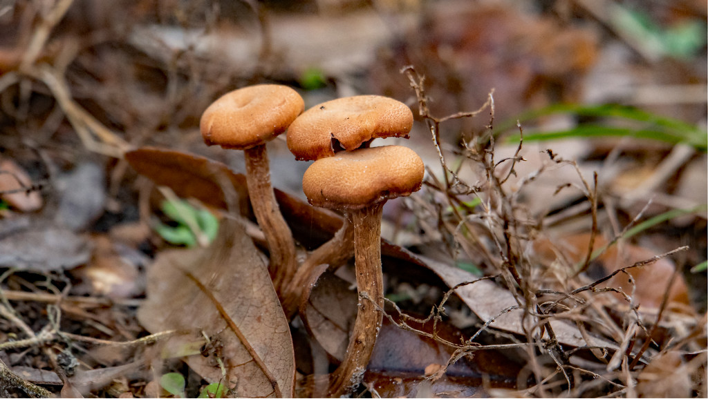 Fungi in the Leaves! by rickster549