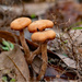 Fungi in the Leaves! by rickster549