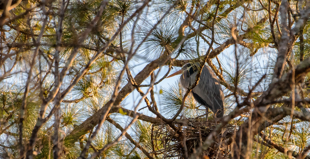 Blue Heron on the Nest! by rickster549