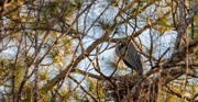 4th Jan 2021 - Blue Heron on the Nest!