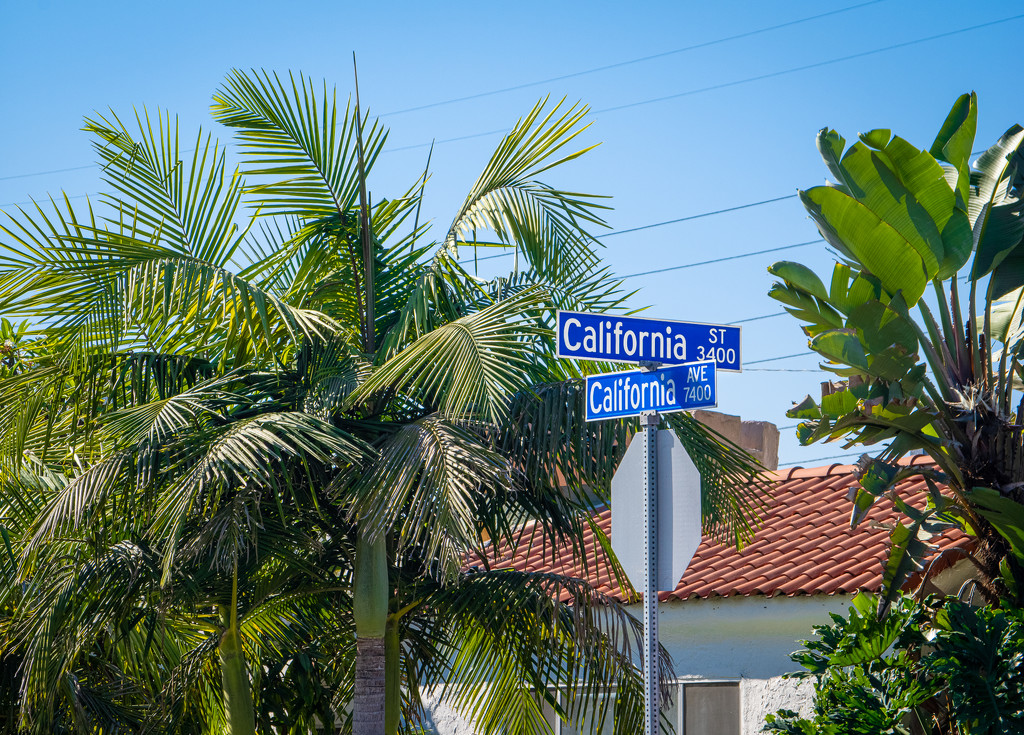 (Day 326) - Meet You At California & California in California by cjphoto