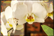 5th Jan 2021 - I love orchids
