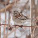 American Tree Sparrow by annepann