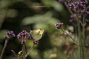 5th Jan 2021 - Cabbage White