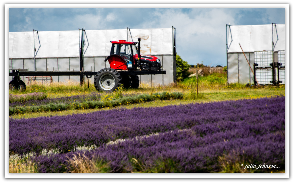 Lavender Tractor.. by julzmaioro