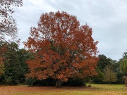 5th Jan 2021 - Glorious Shumard oak in its final Autumn show of color