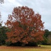 Glorious Shumard oak in its final Autumn show of color by congaree