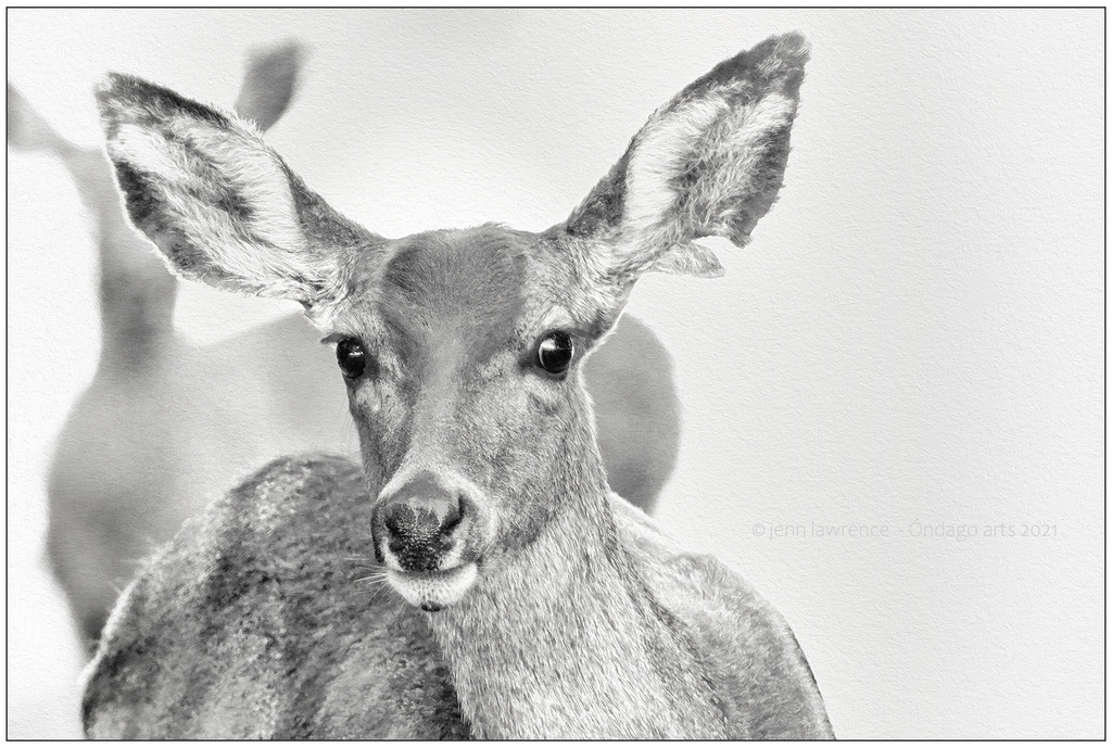 Doe, a Deer by aikiuser