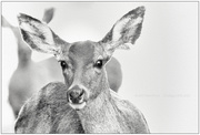 4th Jan 2021 - Doe, a Deer