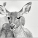Doe, a Deer by aikiuser