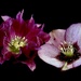 Hellebores  by carole_sandford