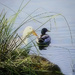 Duck Pond by joysfocus