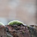 Day 5 Moss on the wall by delboy207