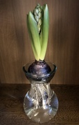 4th Jan 2021 - Blue Hyacinth 