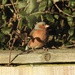 Chaffinch in the Sunshine  by susiemc