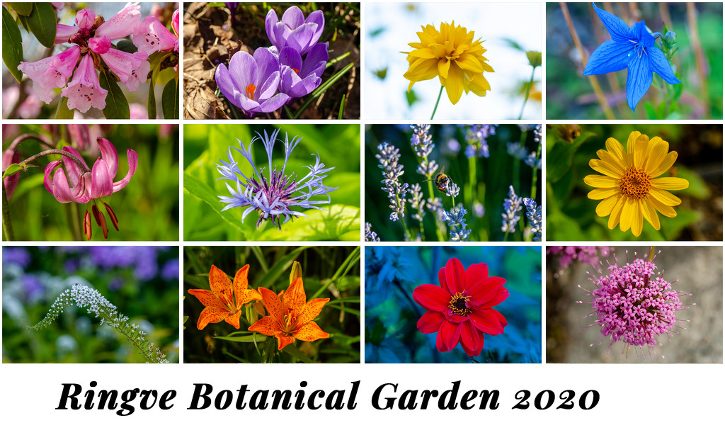 Ringve Botanical Garden by elisasaeter